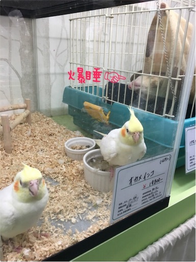 f:id:chiitan7:20170617104927j:image