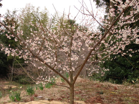 f:id:chika-chan:20090307163951j:image:w300