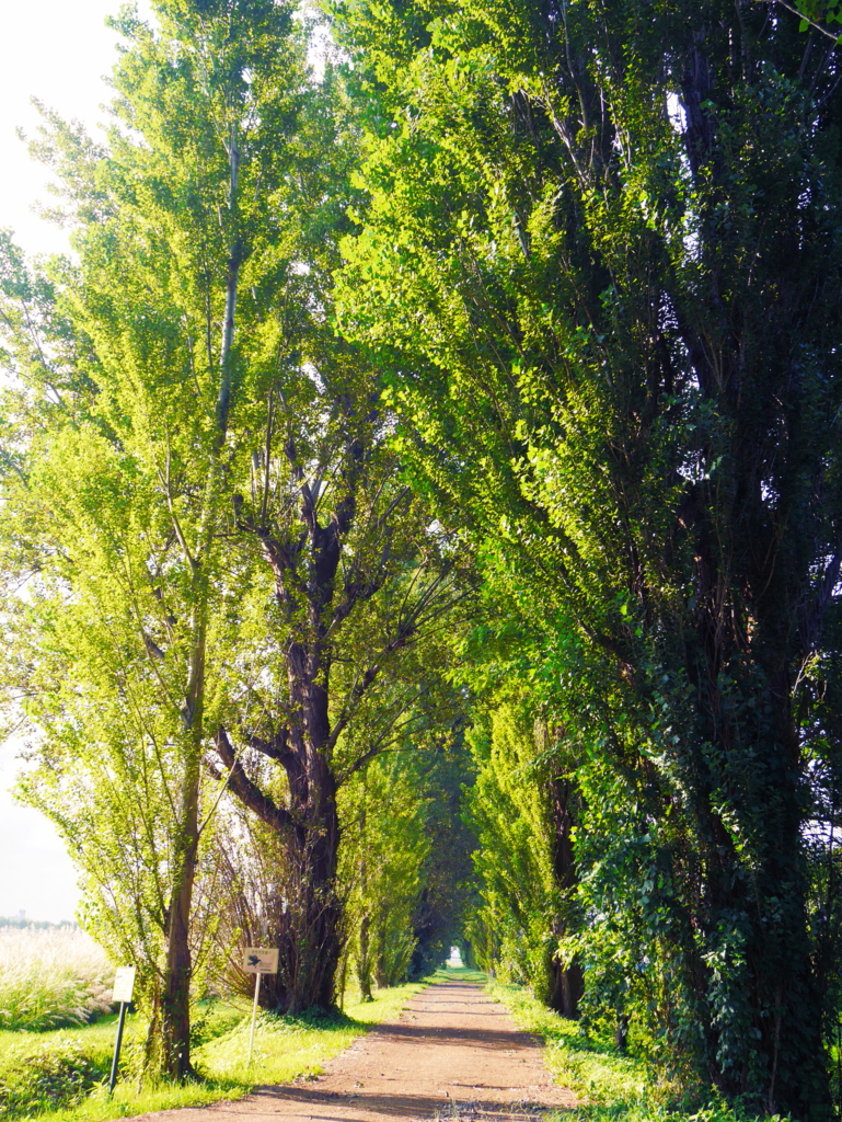 f:id:chikanism:20160903001452j:plain