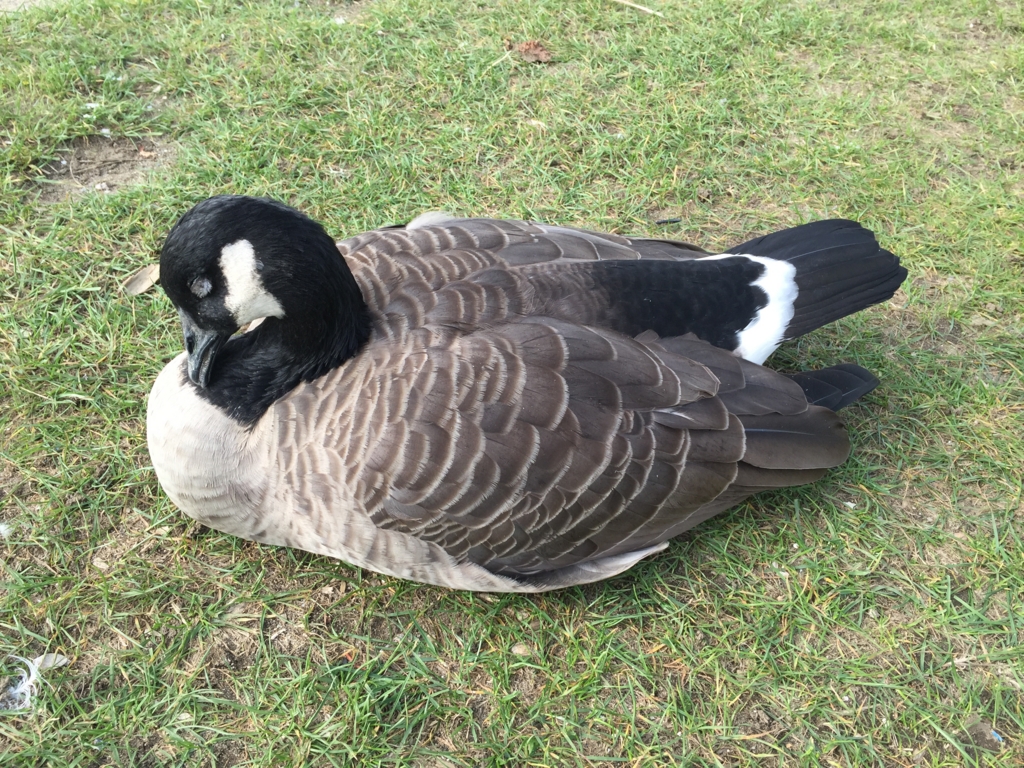 f:id:chikanism:20160926054048j:plain