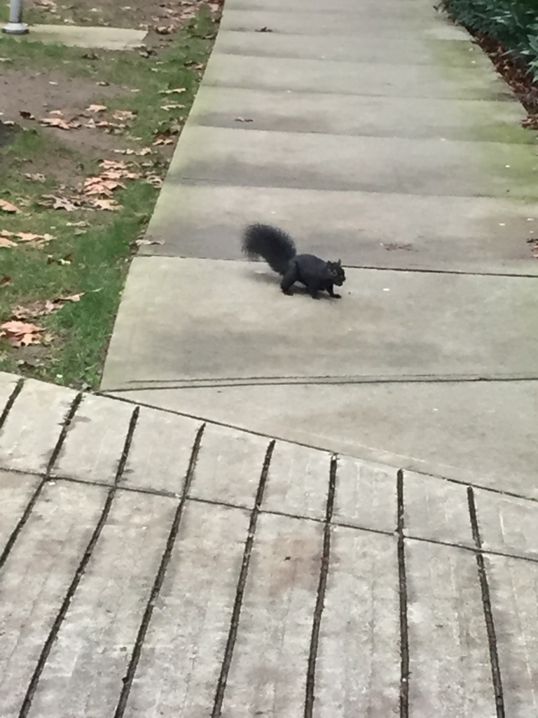 f:id:chikanism:20170905203605j:plain f:id:chikanism:20170905203605j:plain