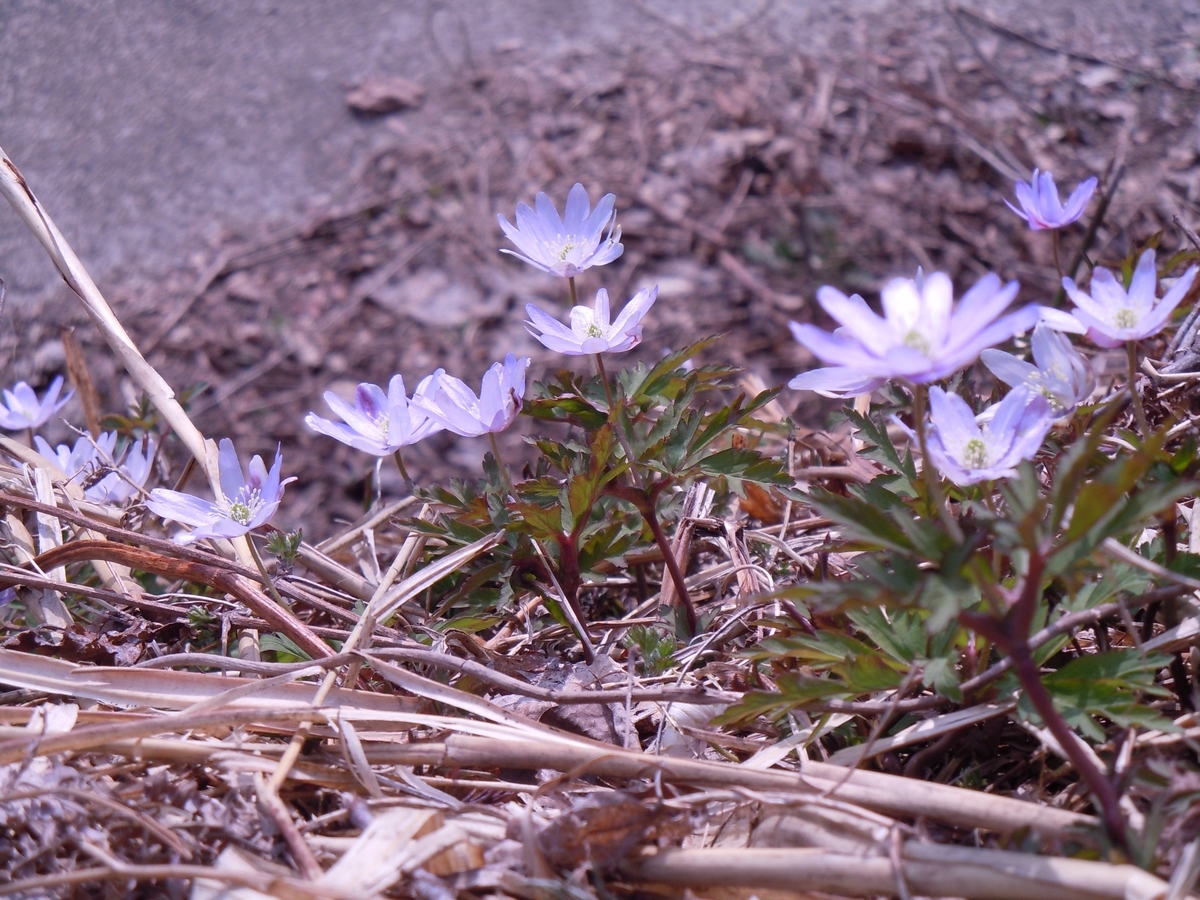 f:id:chikaratookamati:20190414142957j:plain f:id:chikaratookamati:20190414142957j:plain