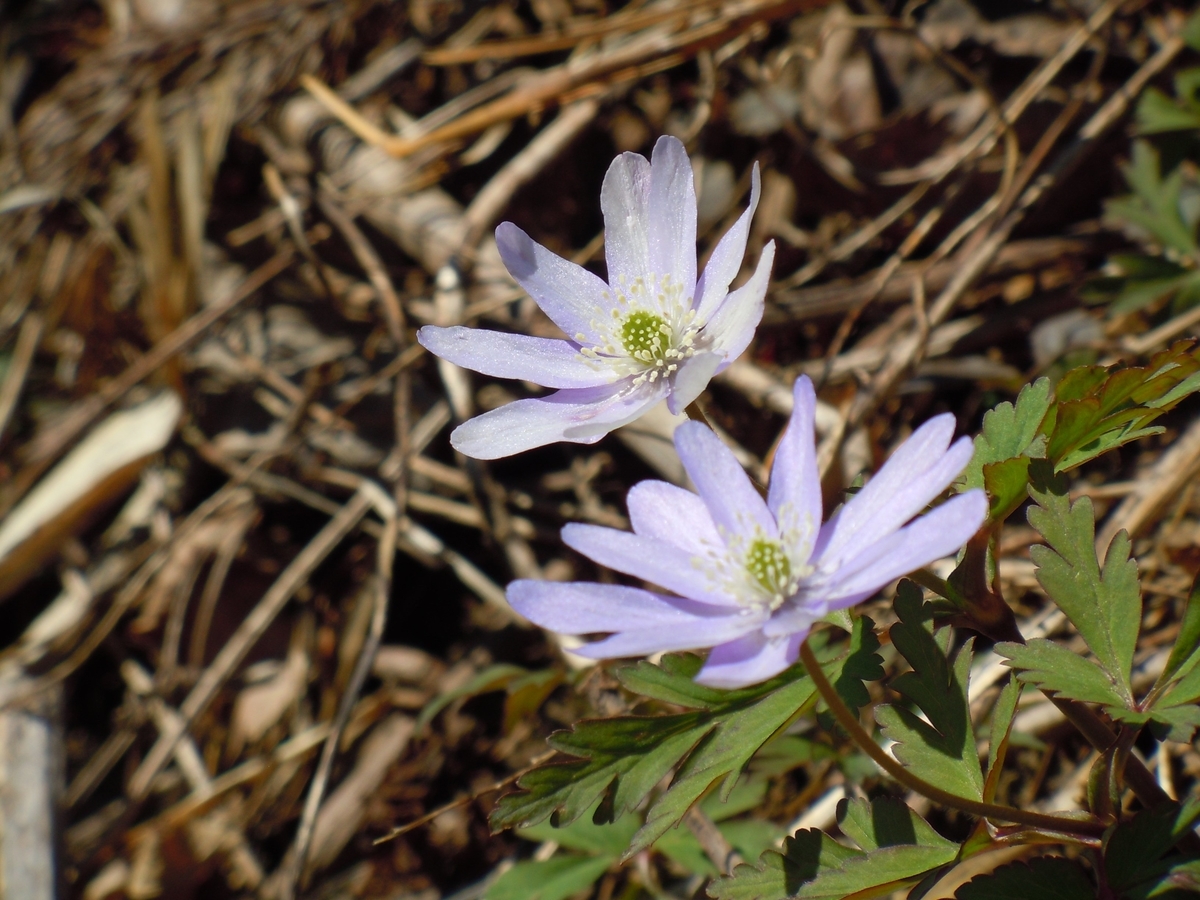 f:id:chikaratookamati:20190416161646j:plain f:id:chikaratookamati:20190416161646j:plain