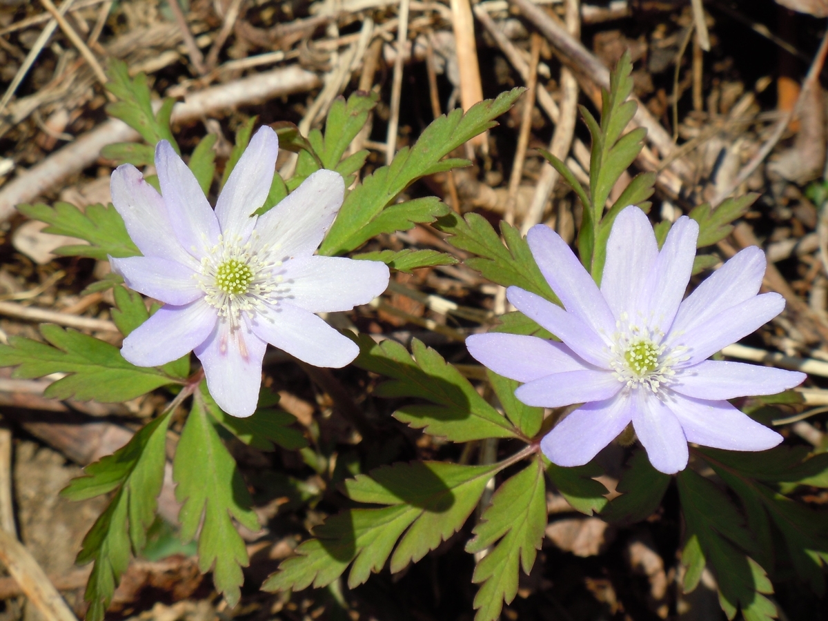 f:id:chikaratookamati:20190416161709j:plain f:id:chikaratookamati:20190416161709j:plain