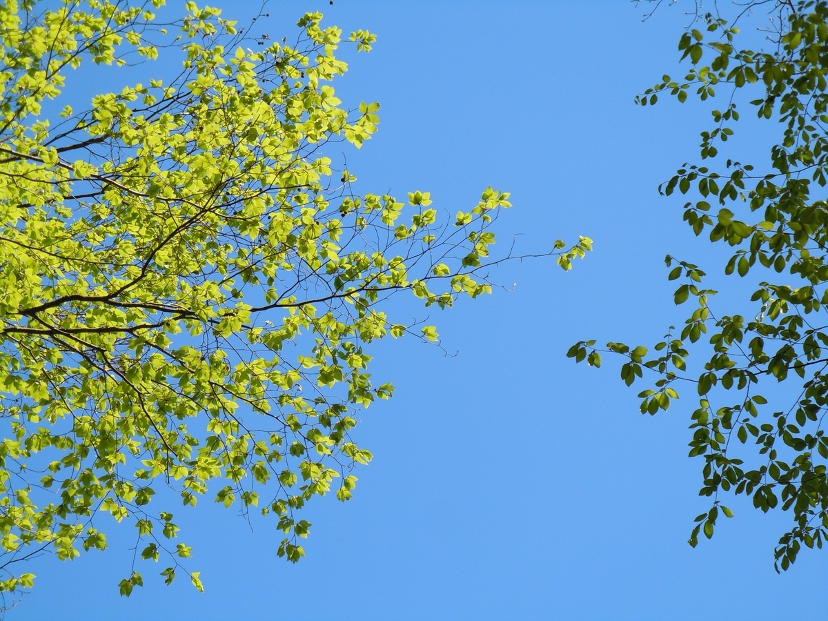f:id:chikaratookamati:20190420142312j:plain f:id:chikaratookamati:20190420142312j:plain