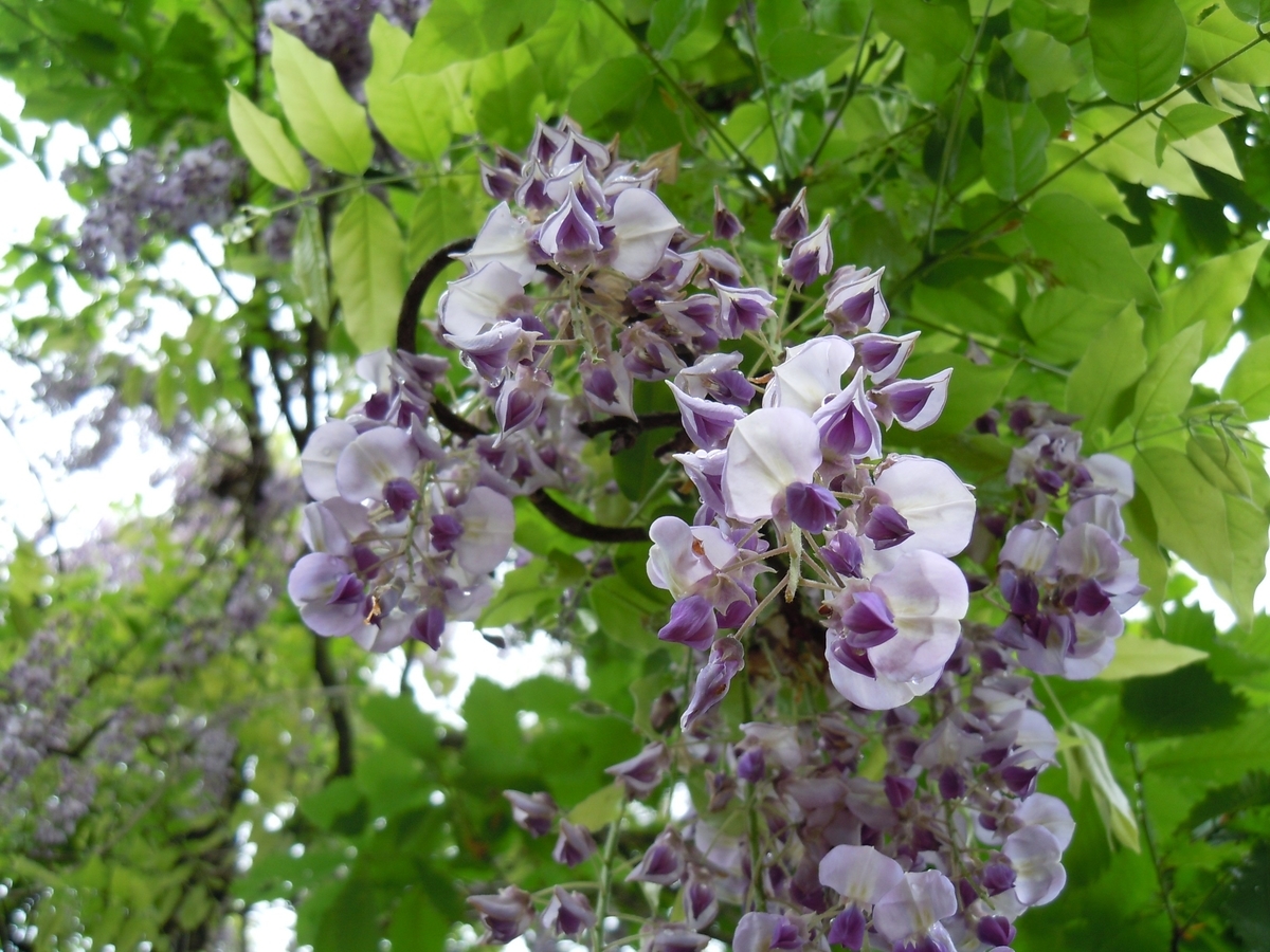 f:id:chikaratookamati:20190521175227j:plain