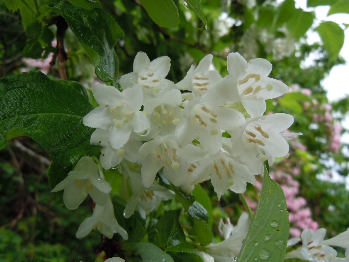f:id:chikaratookamati:20190521182139j:plain