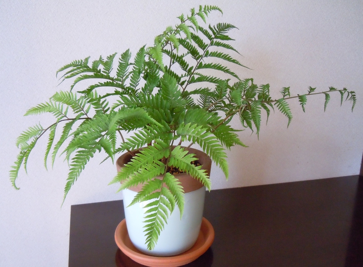 f:id:chikaratookamati:20190607093029j:plain f:id:chikaratookamati:20190607093029j:plain