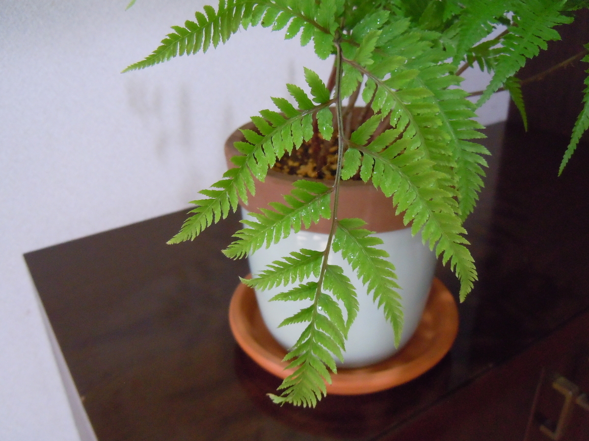 f:id:chikaratookamati:20190607093123j:plain f:id:chikaratookamati:20190607093123j:plain