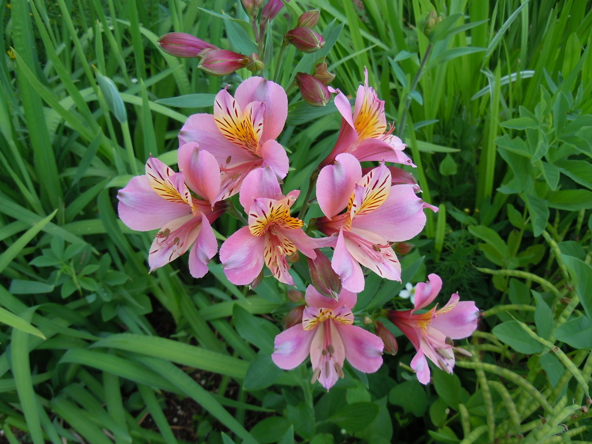 f:id:chikaratookamati:20190612135359j:plain