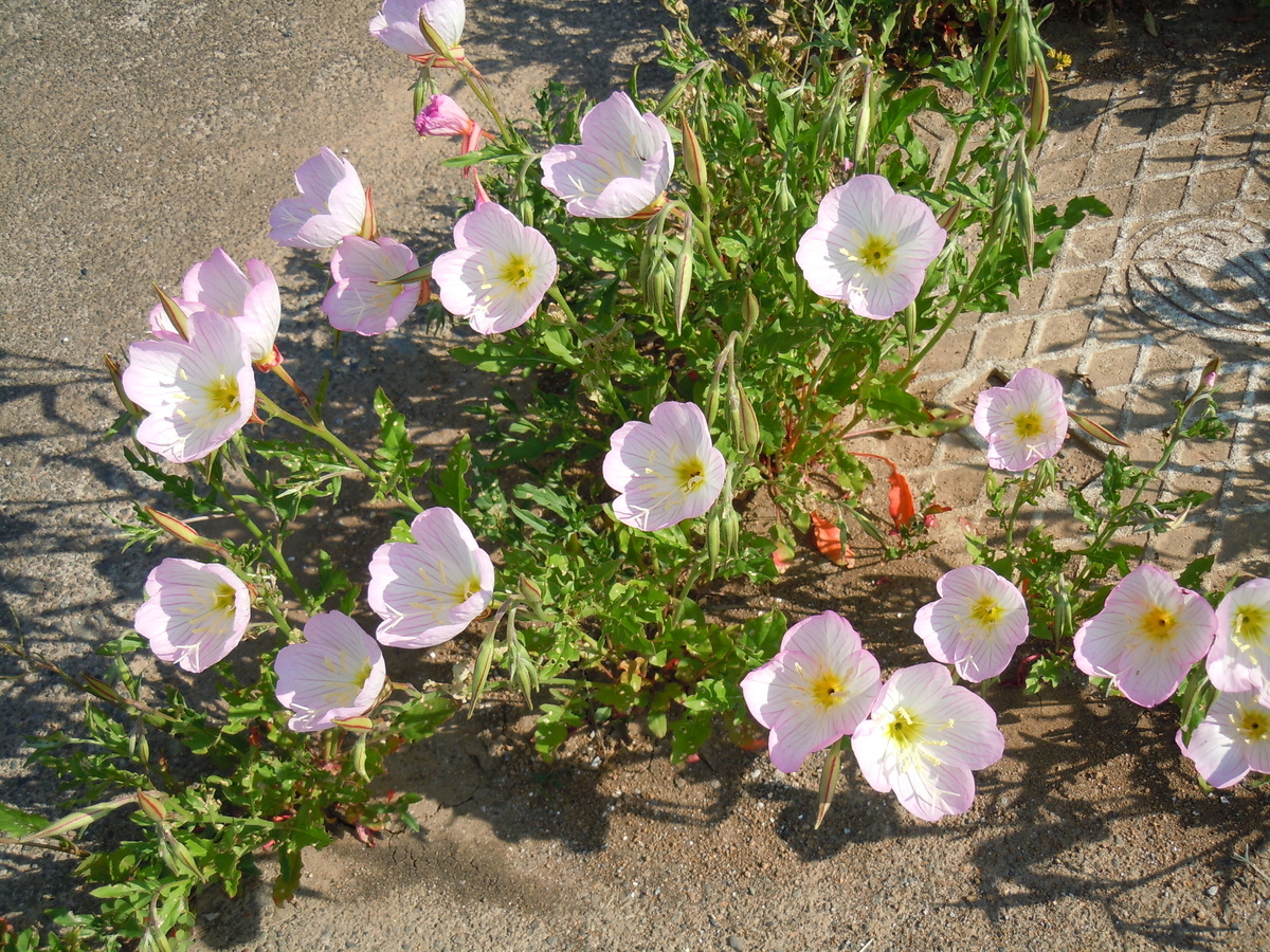f:id:chikaratookamati:20190612135840j:plain