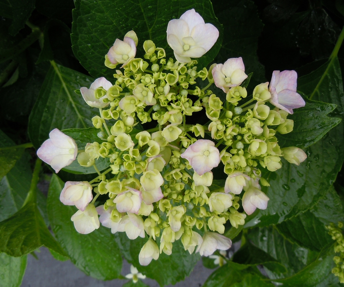 f:id:chikaratookamati:20190628213140j:plain