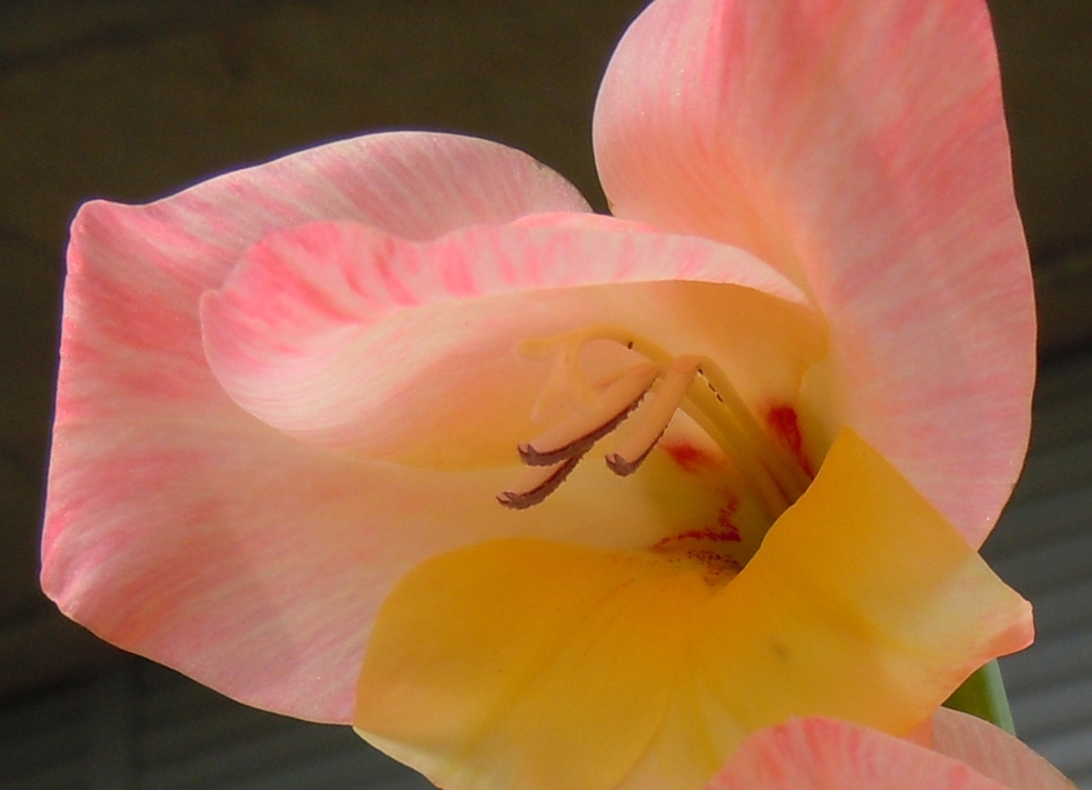 f:id:chikaratookamati:20190716214052j:plain