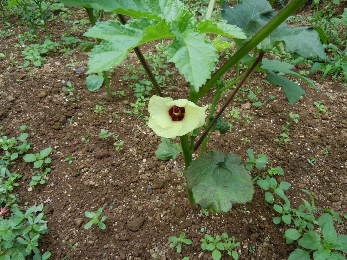 f:id:chikaratookamati:20190717054430j:plain