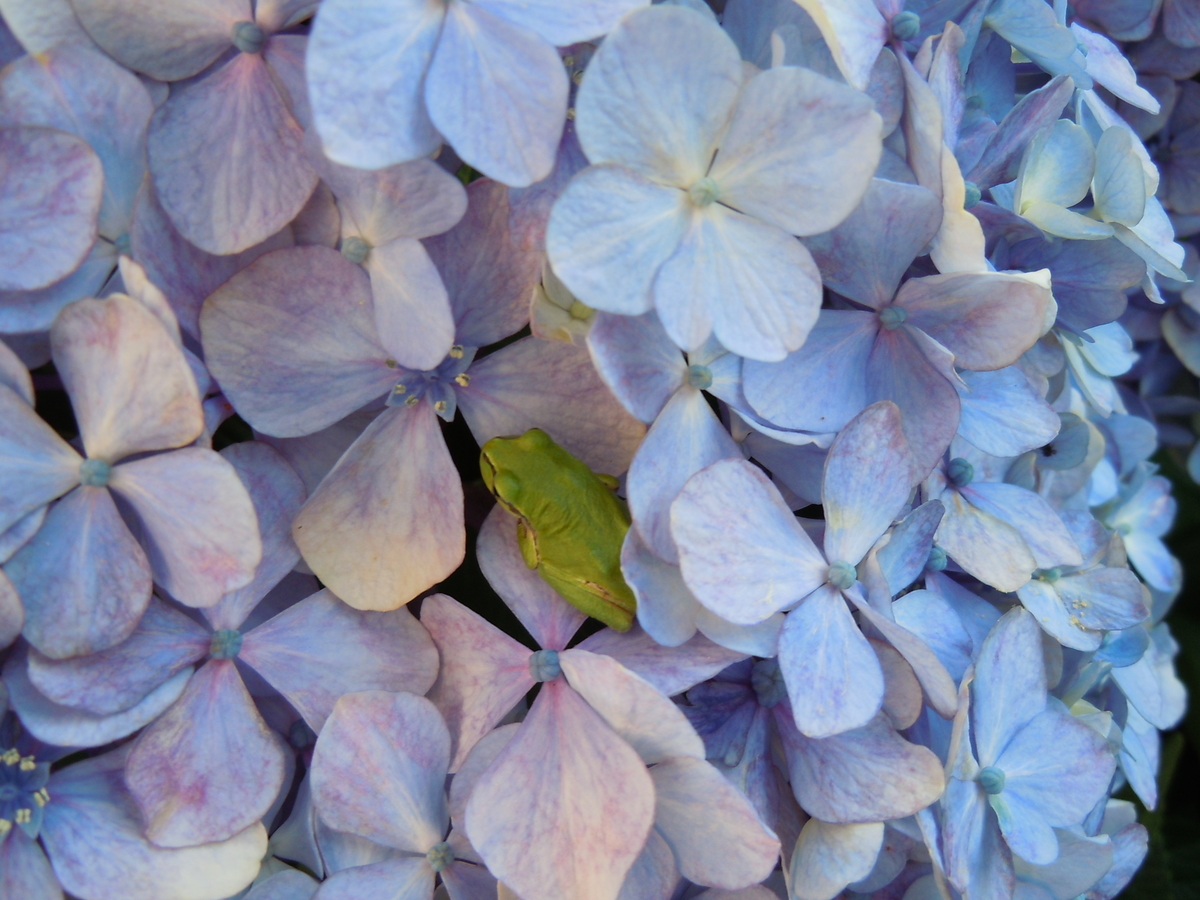 f:id:chikaratookamati:20190718063731j:plain