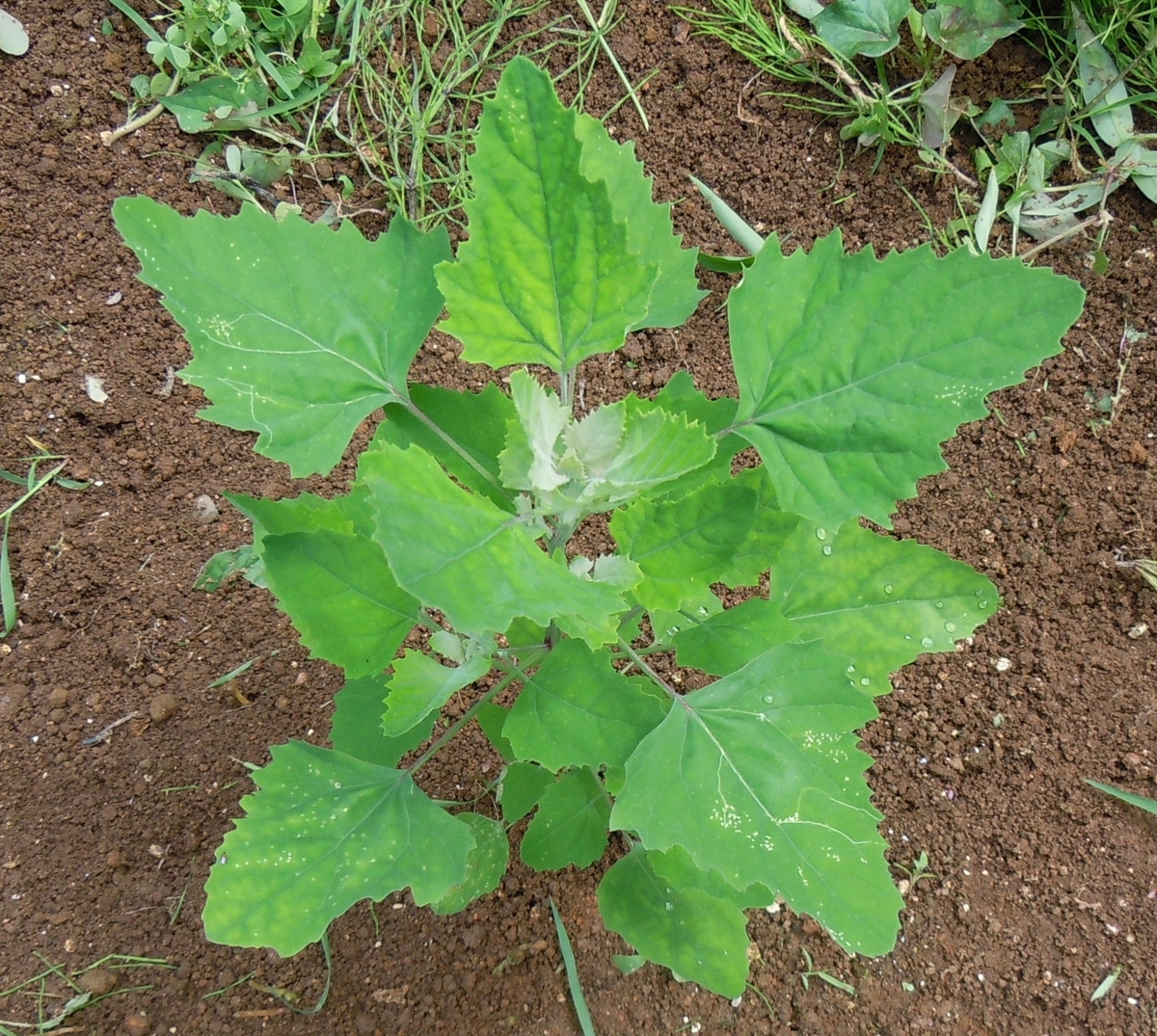 f:id:chikaratookamati:20190727065225j:plain