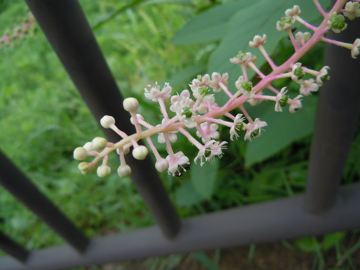 f:id:chikaratookamati:20190918101504j:plain
