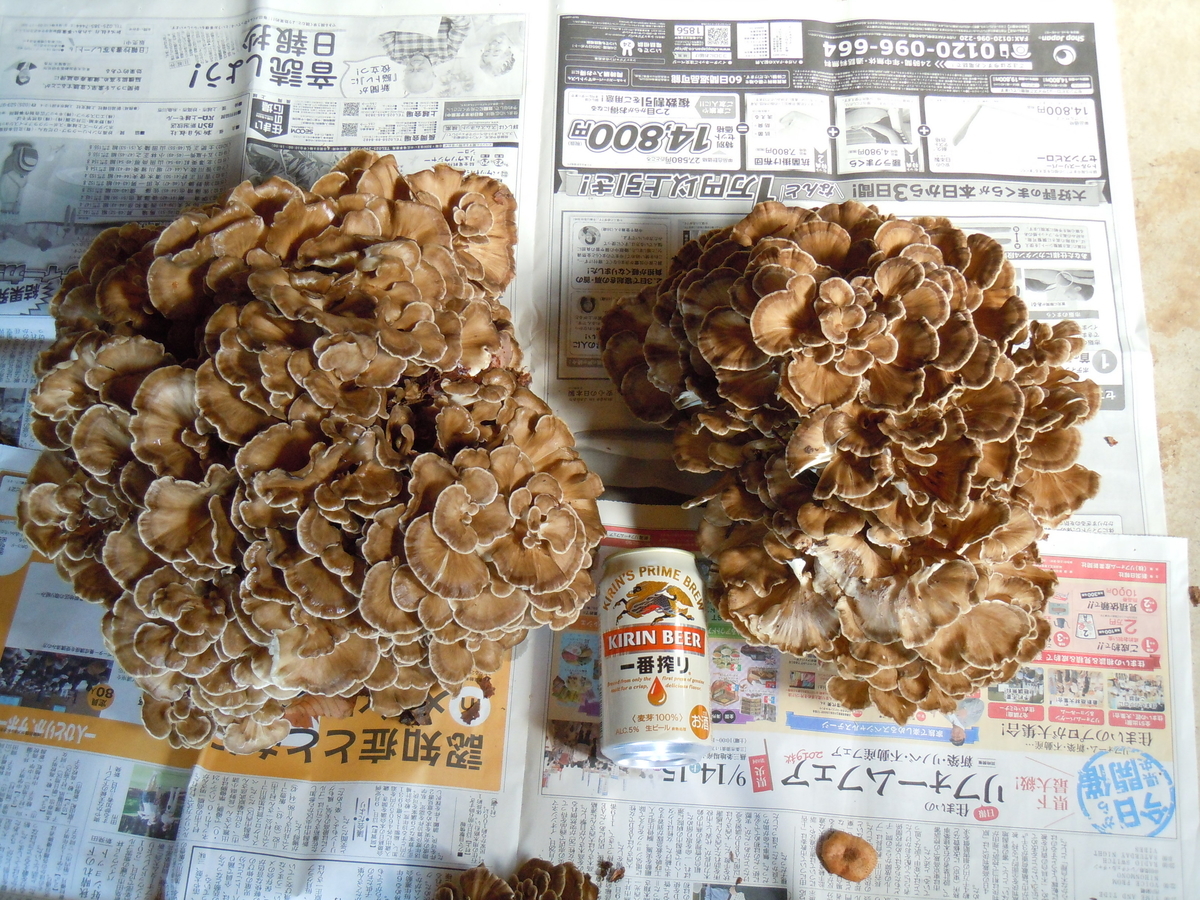 f:id:chikaratookamati:20191002171057j:plain
