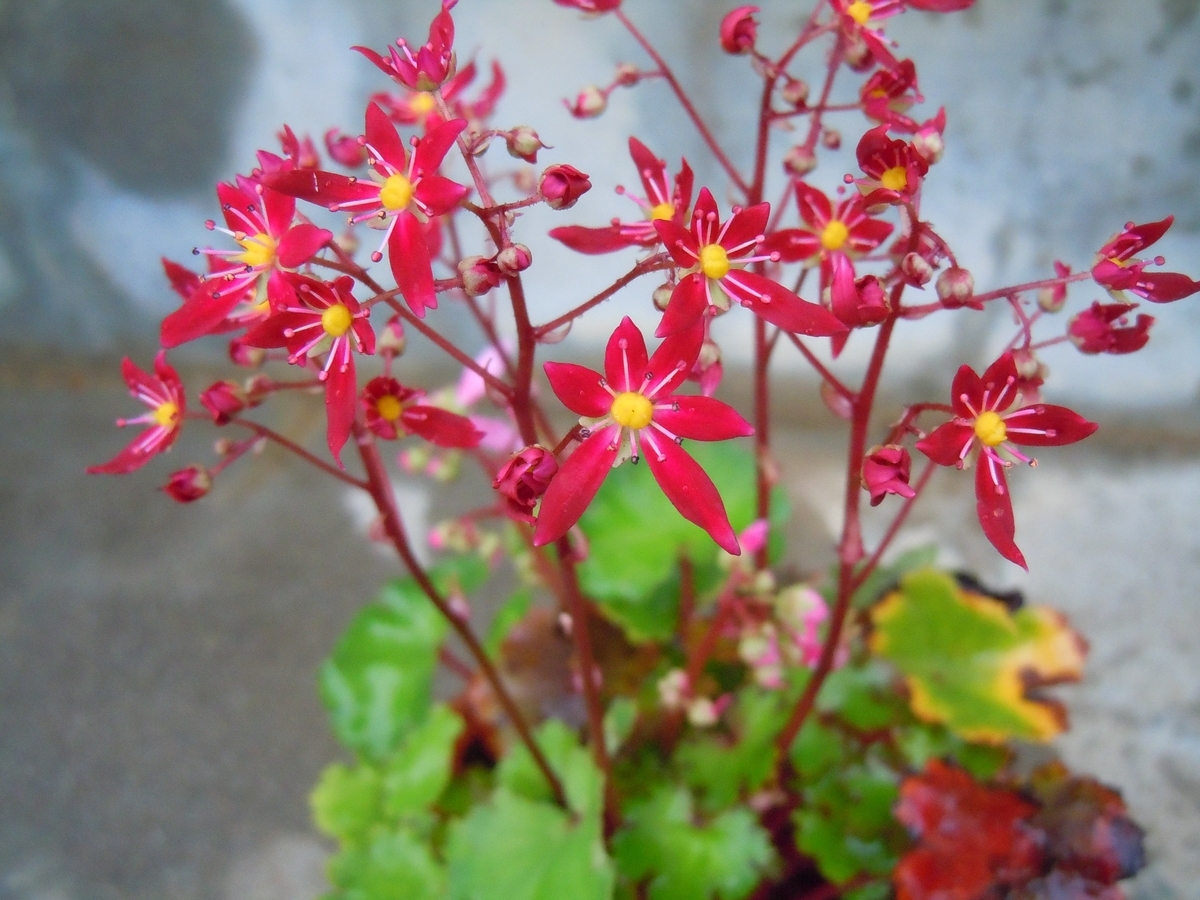 f:id:chikaratookamati:20191022054030j:plain