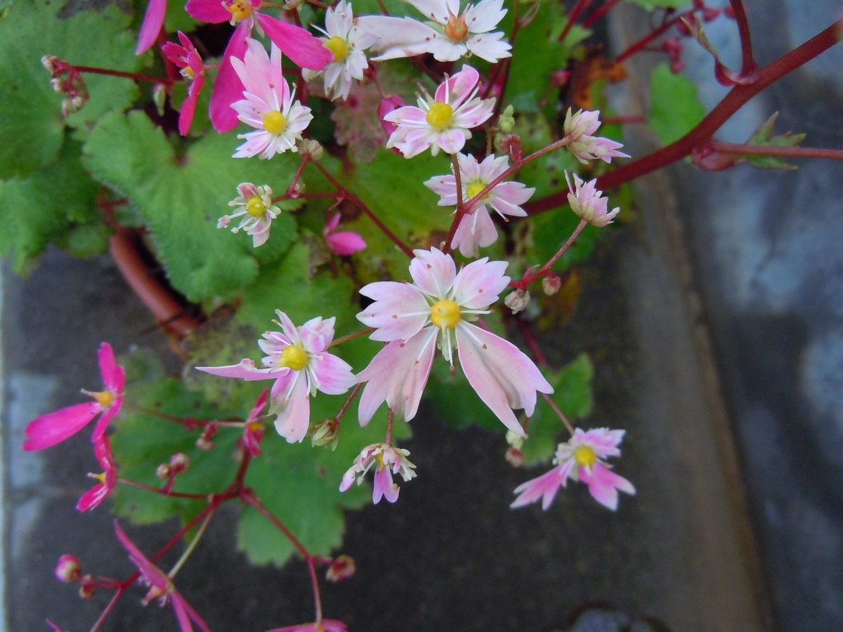 f:id:chikaratookamati:20191022054106j:plain