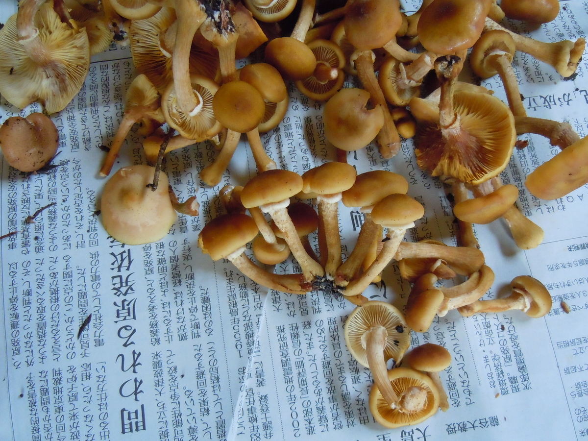f:id:chikaratookamati:20191022122609j:plain