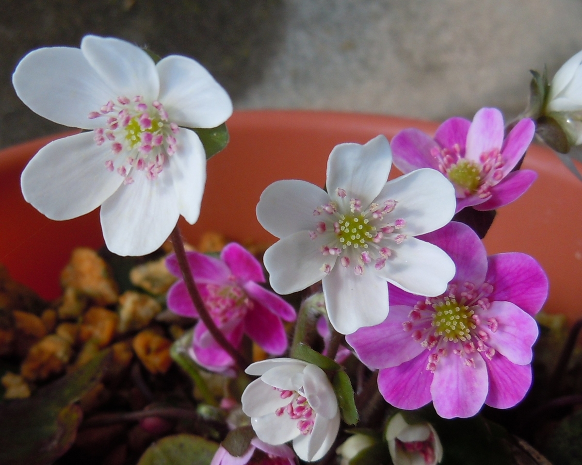 f:id:chikaratookamati:20200312172422j:plain