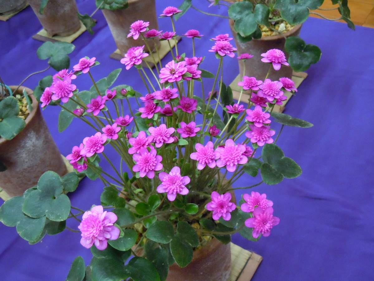 f:id:chikaratookamati:20200321175704j:plain