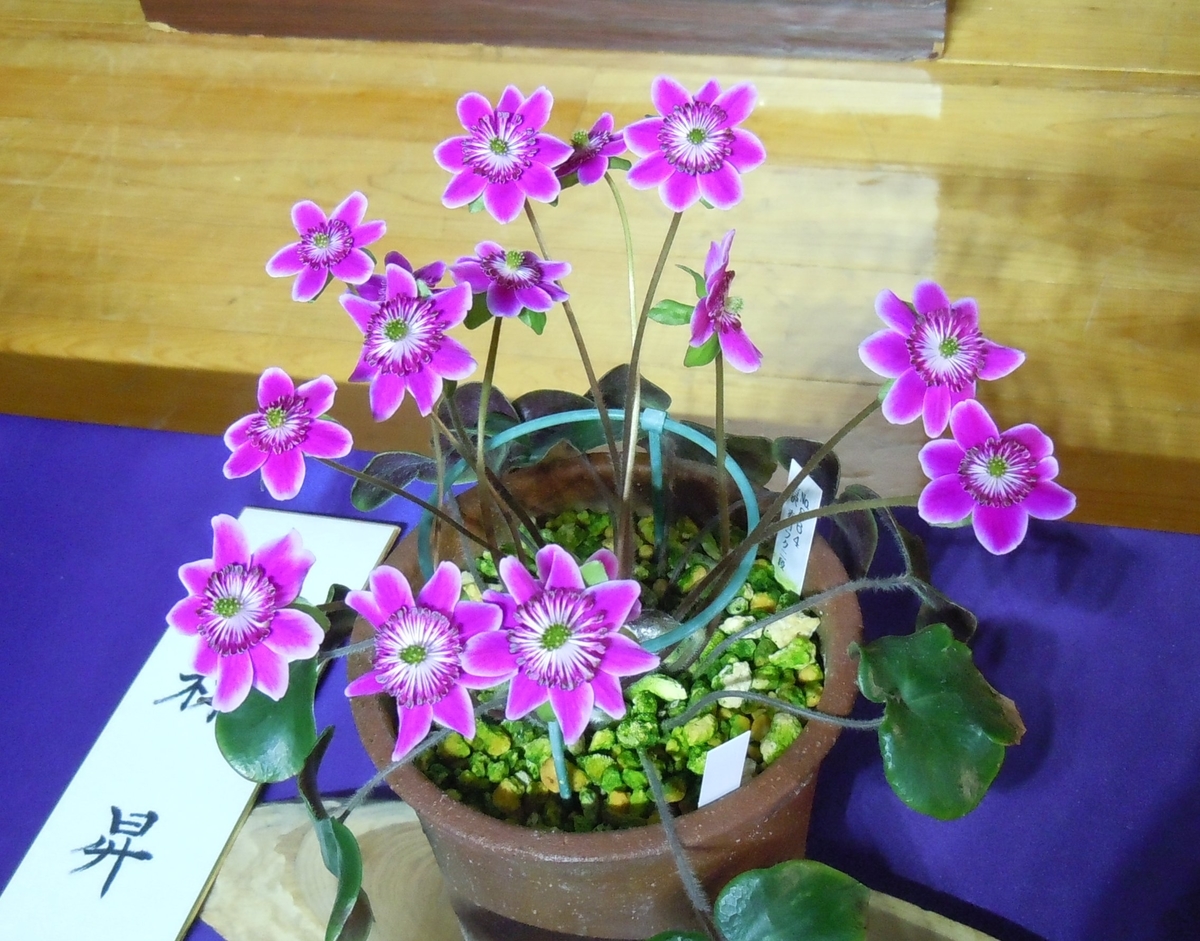 f:id:chikaratookamati:20200321175819j:plain