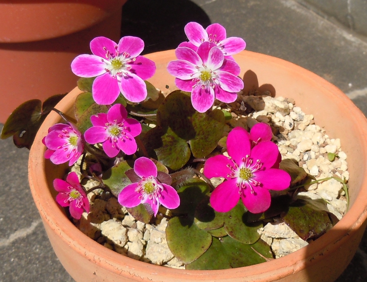 f:id:chikaratookamati:20200321180351j:plain