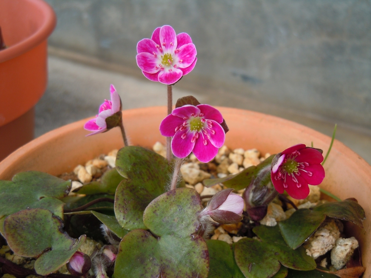 f:id:chikaratookamati:20200321180444j:plain