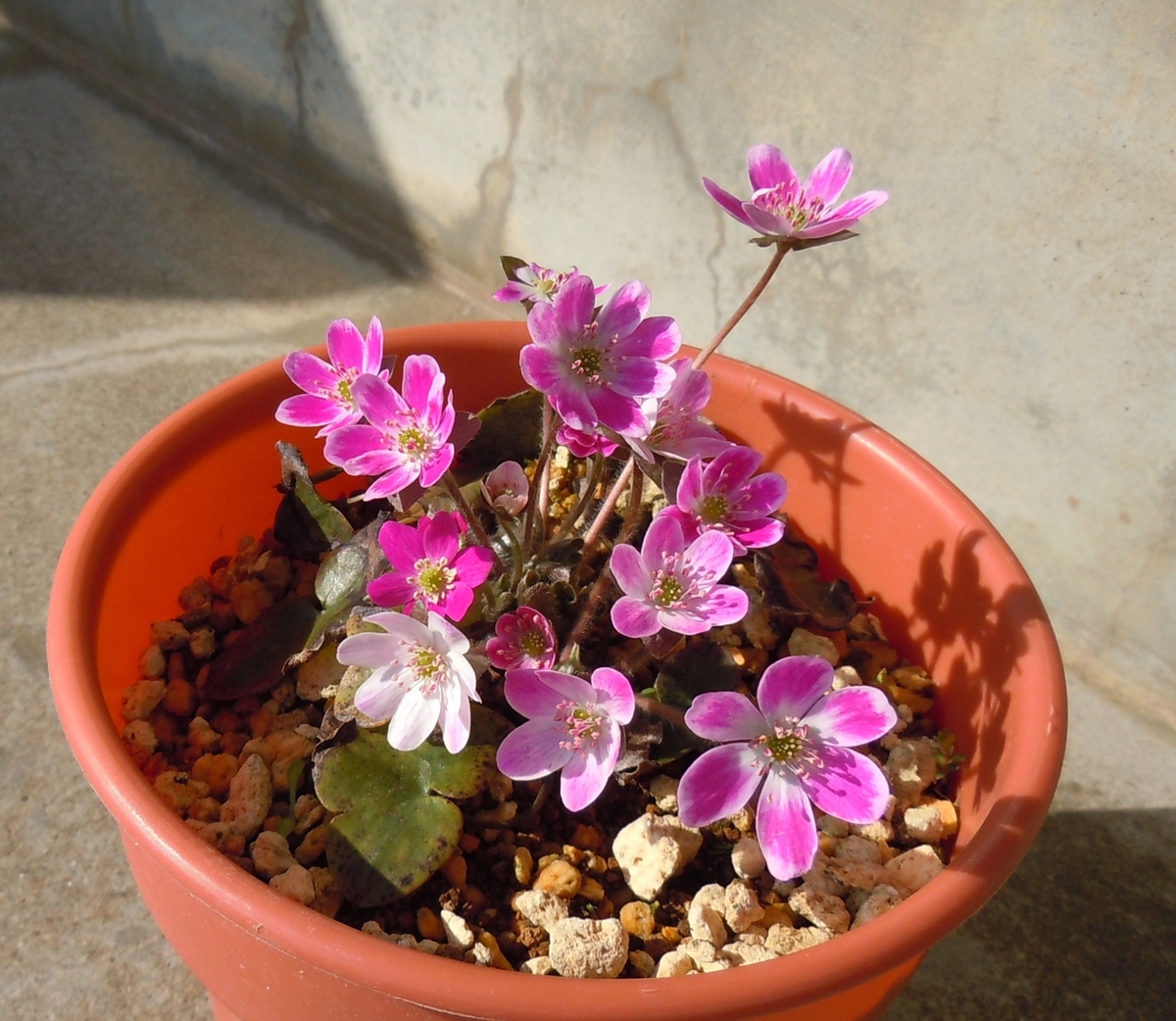 f:id:chikaratookamati:20200321214933j:plain