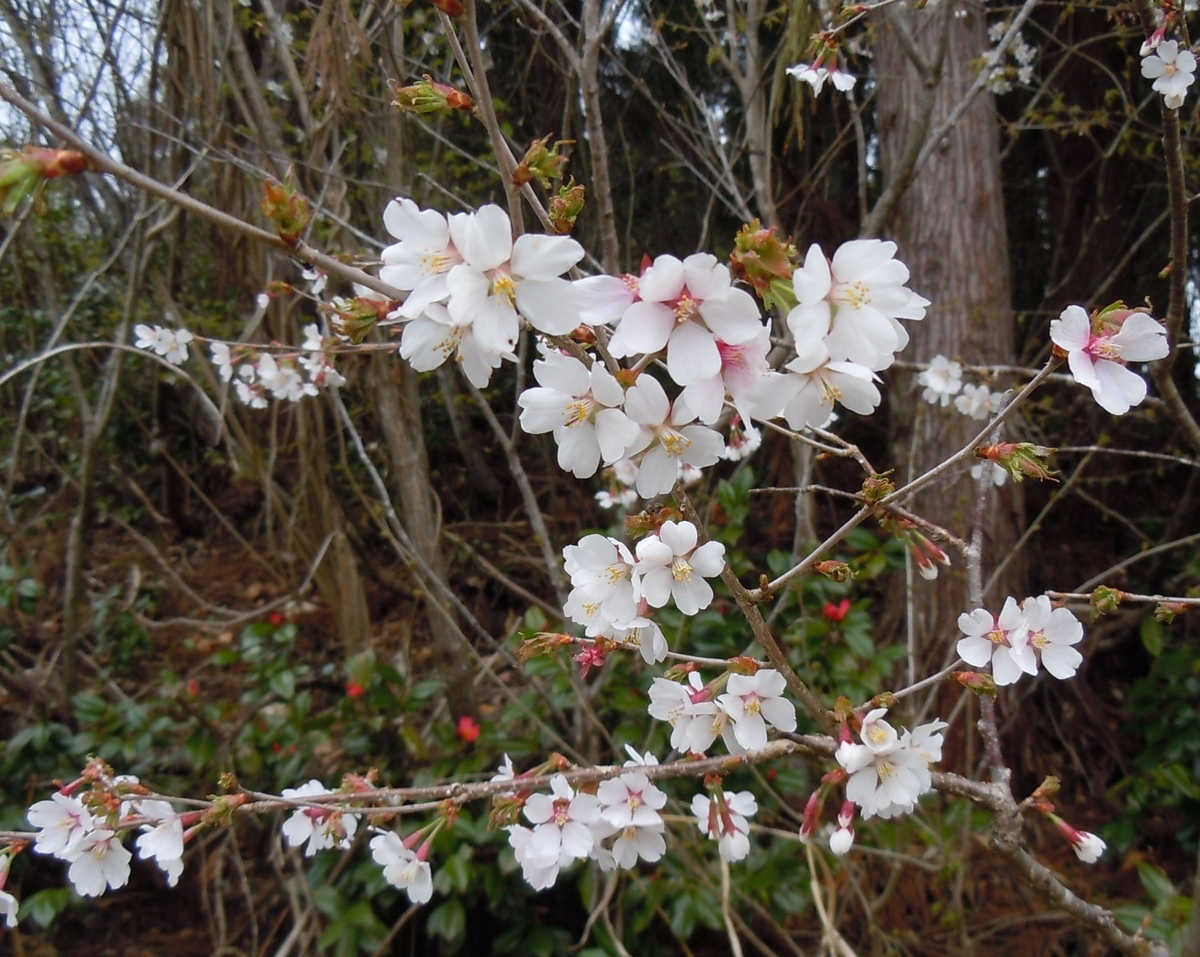 f:id:chikaratookamati:20200401161506j:plain