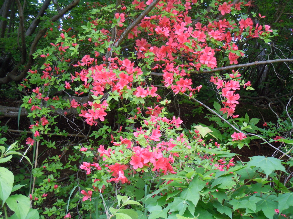 f:id:chikaratookamati:20200528092605j:plain f:id:chikaratookamati:20200528092605j:plain