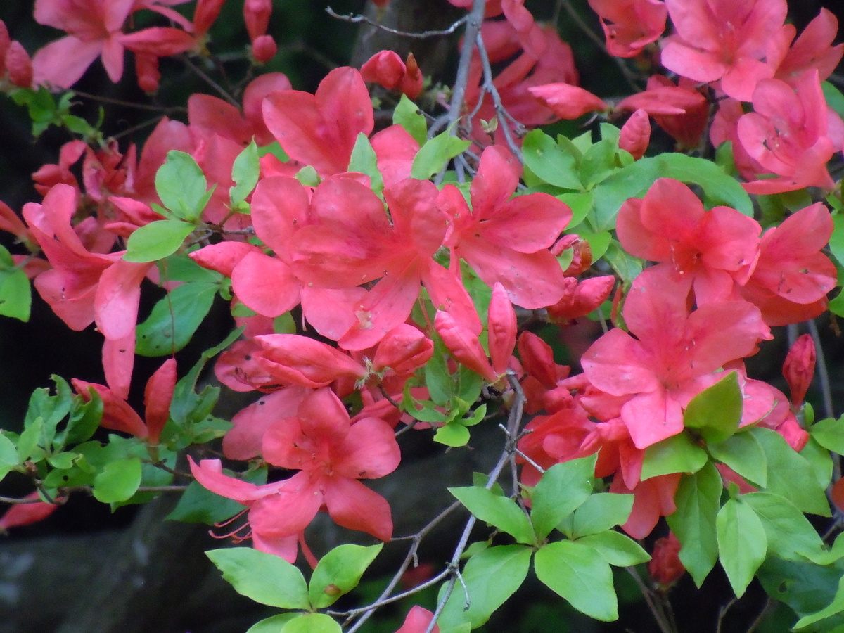 f:id:chikaratookamati:20200528092714j:plain f:id:chikaratookamati:20200528092714j:plain