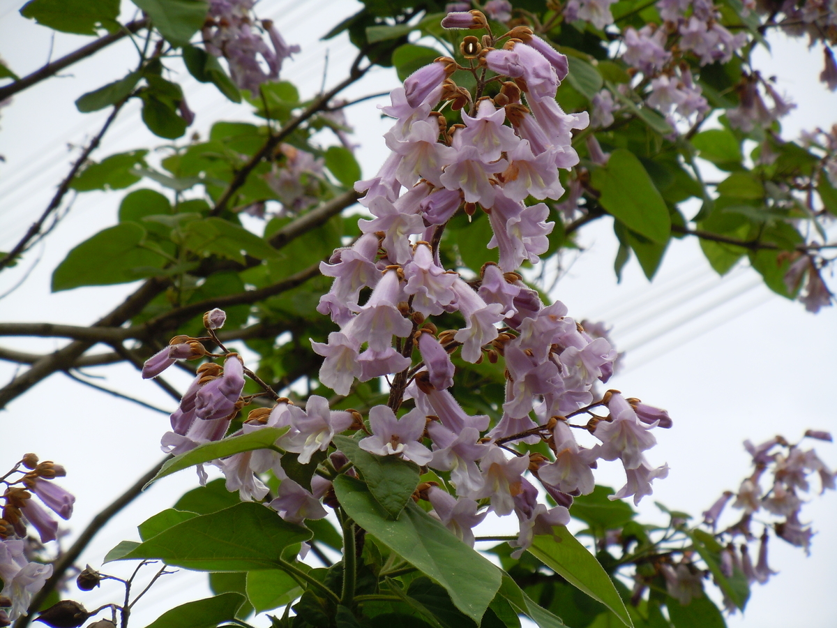 f:id:chikaratookamati:20200528092740j:plain f:id:chikaratookamati:20200528092740j:plain