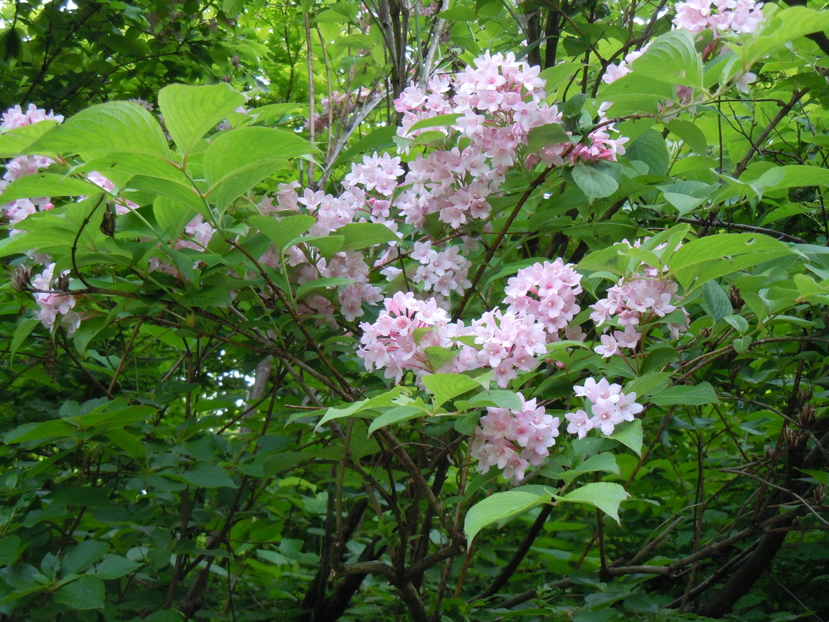 f:id:chikaratookamati:20200528092811j:plain f:id:chikaratookamati:20200528092811j:plain