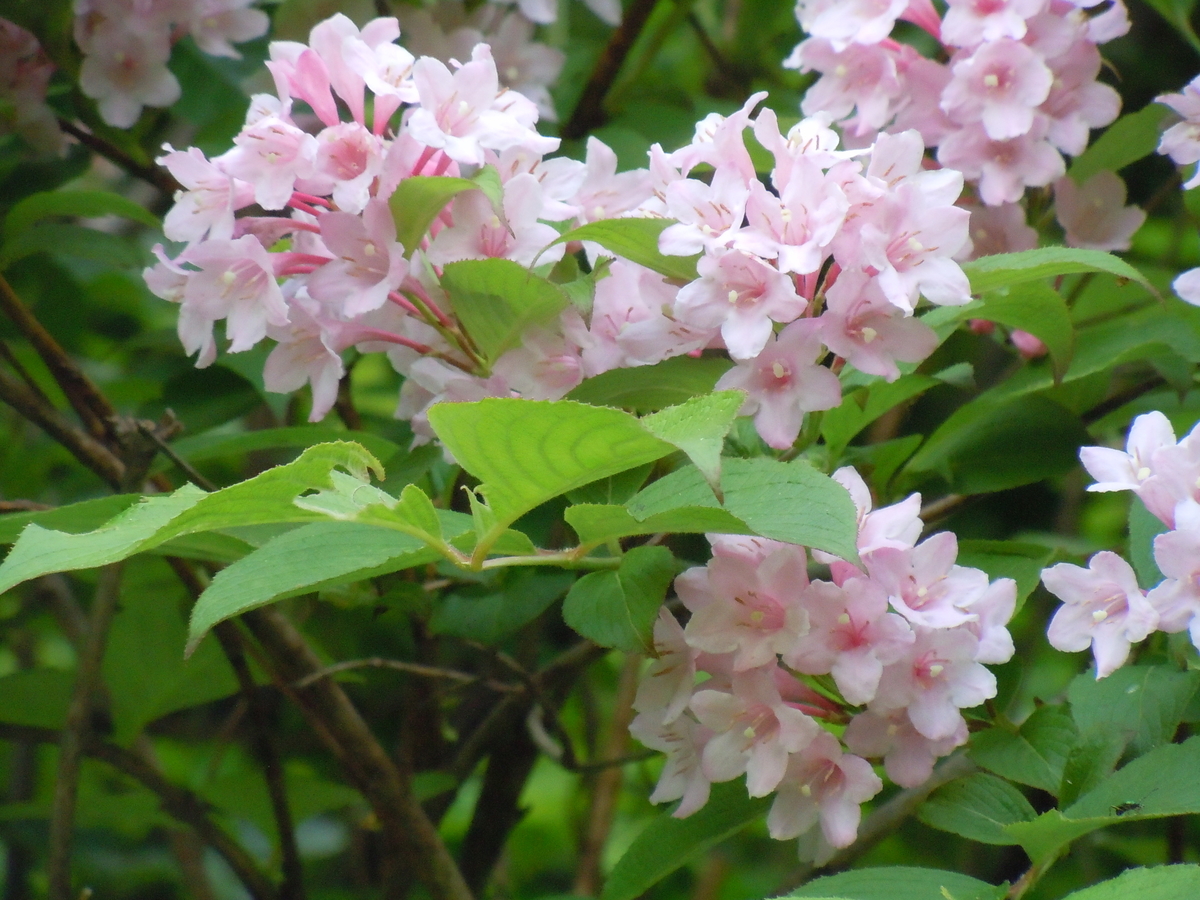f:id:chikaratookamati:20200528092846j:plain f:id:chikaratookamati:20200528092846j:plain