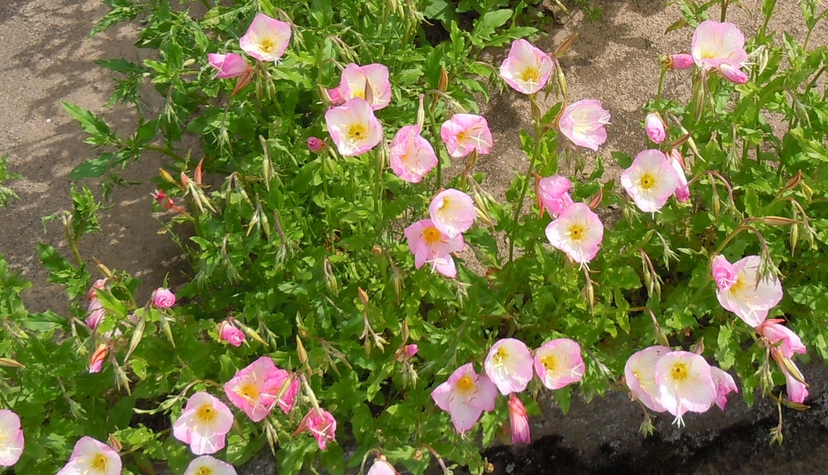 f:id:chikaratookamati:20200528093854j:plain f:id:chikaratookamati:20200528093854j:plain
