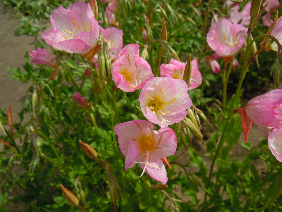 f:id:chikaratookamati:20200528093915j:plain f:id:chikaratookamati:20200528093915j:plain