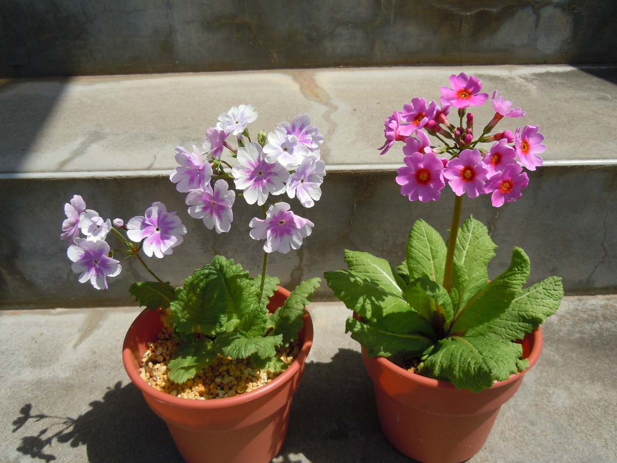 f:id:chikaratookamati:20200528094122j:plain f:id:chikaratookamati:20200528094122j:plain