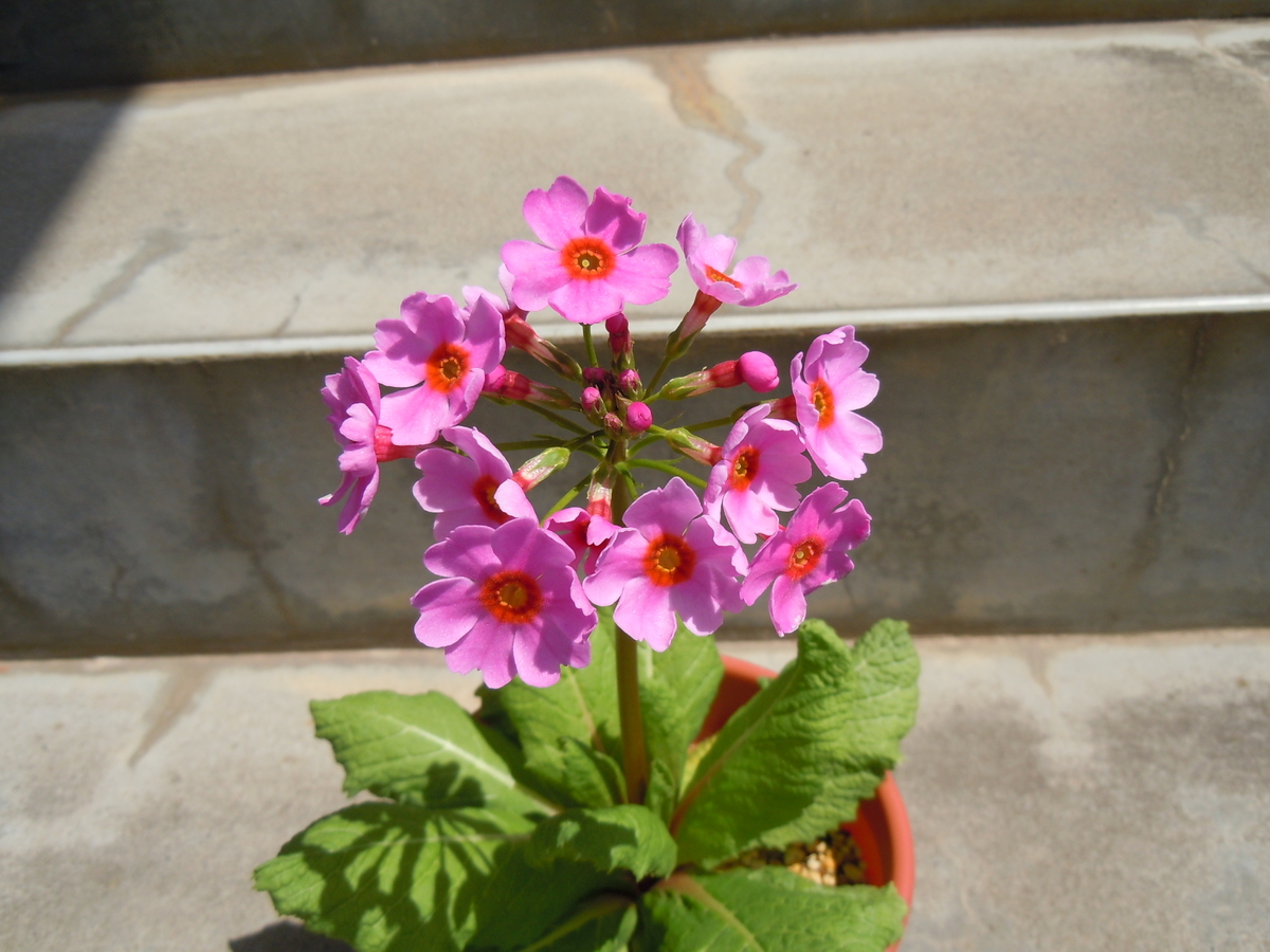 f:id:chikaratookamati:20200528094239j:plain f:id:chikaratookamati:20200528094239j:plain