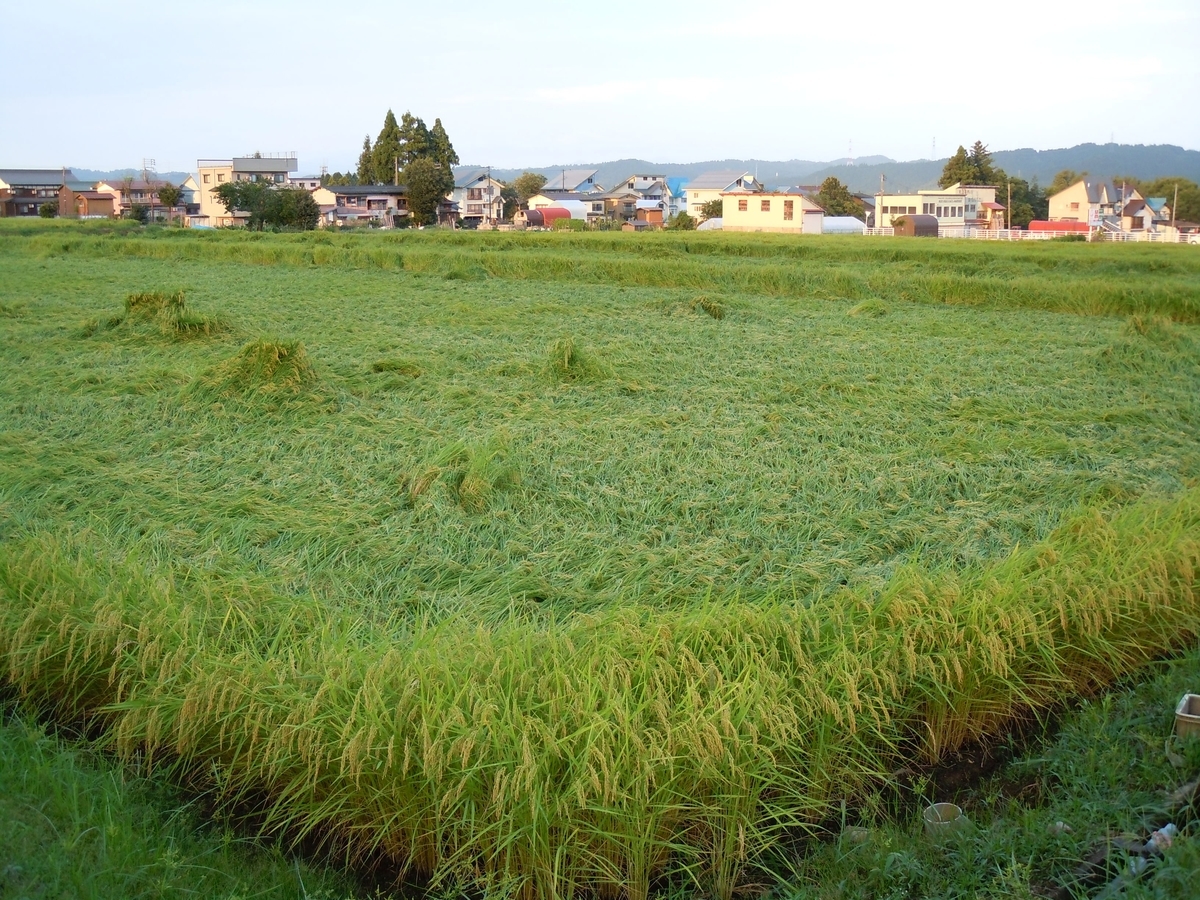 f:id:chikaratookamati:20200901214106j:plain