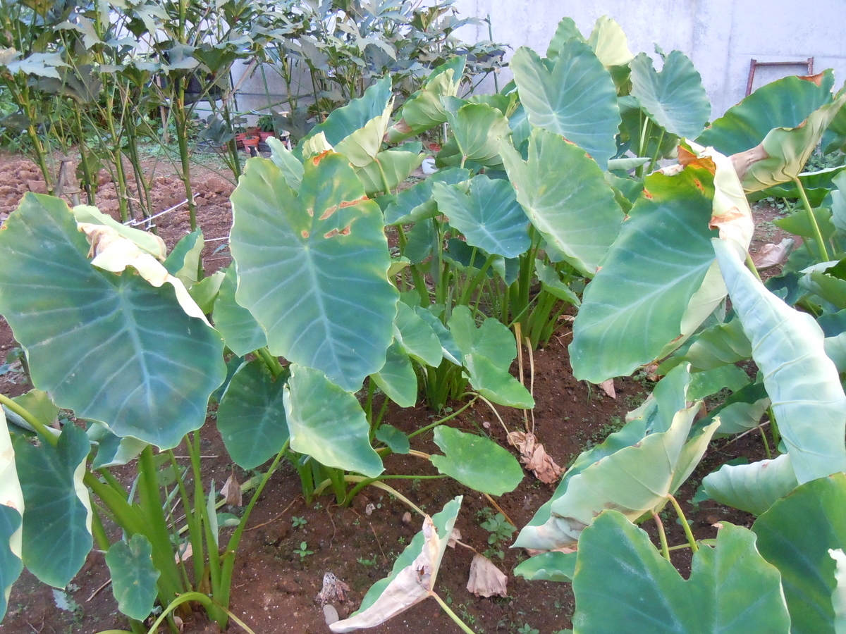 f:id:chikaratookamati:20200901221648j:plain