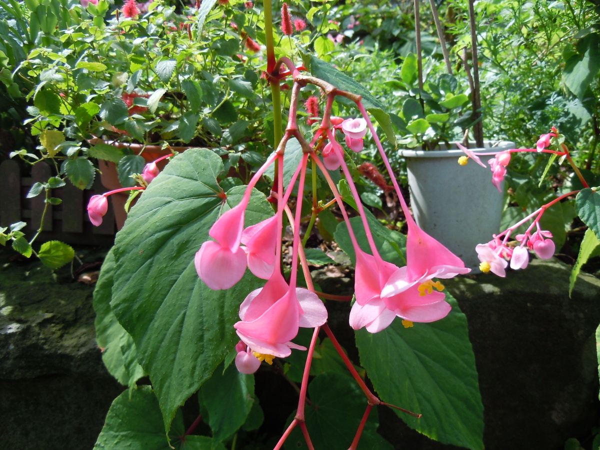 f:id:chikaratookamati:20200919213346j:plain