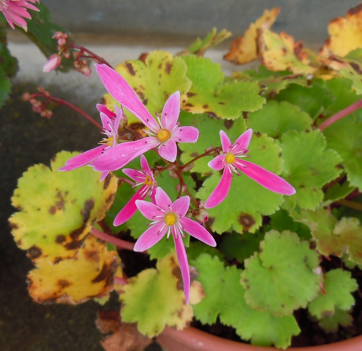 f:id:chikaratookamati:20201004183055j:plain