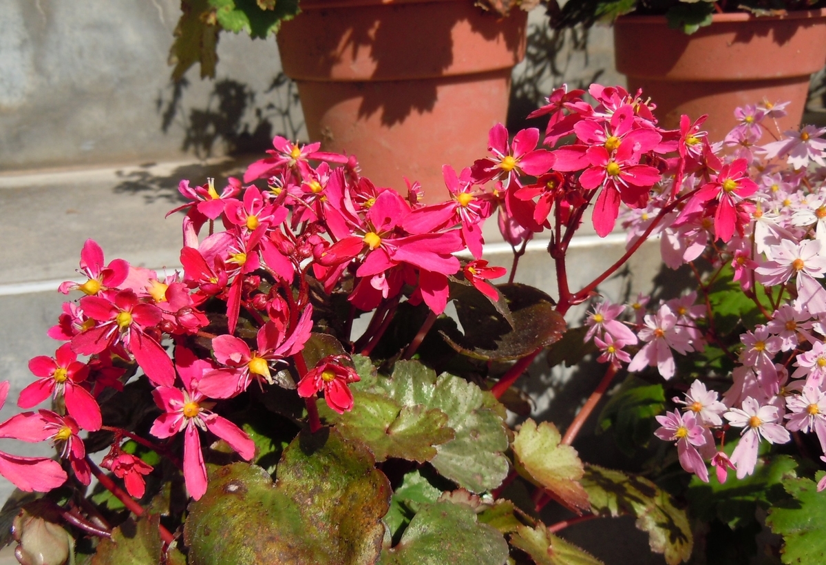 f:id:chikaratookamati:20201016174704j:plain