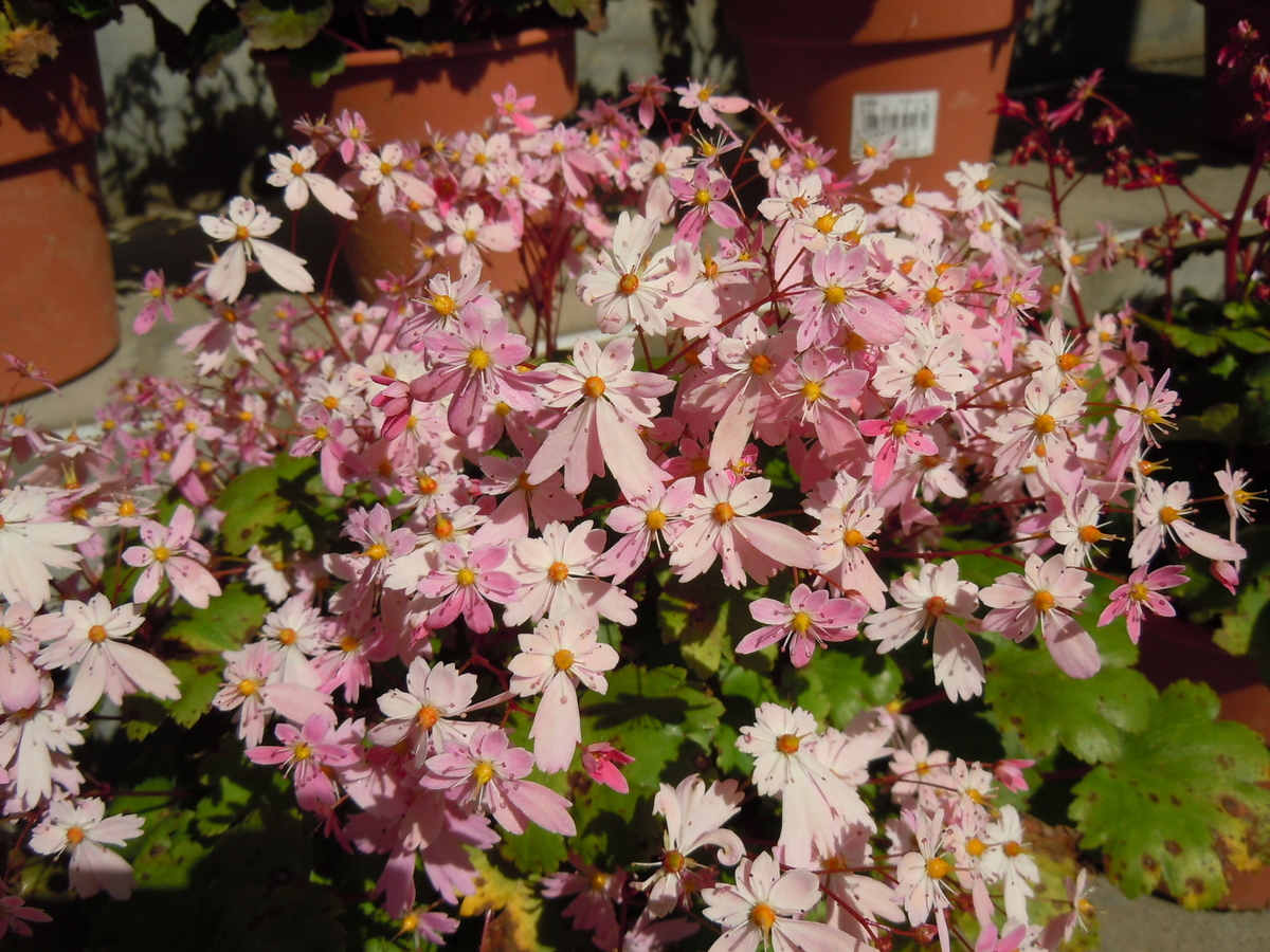 f:id:chikaratookamati:20201016174733j:plain