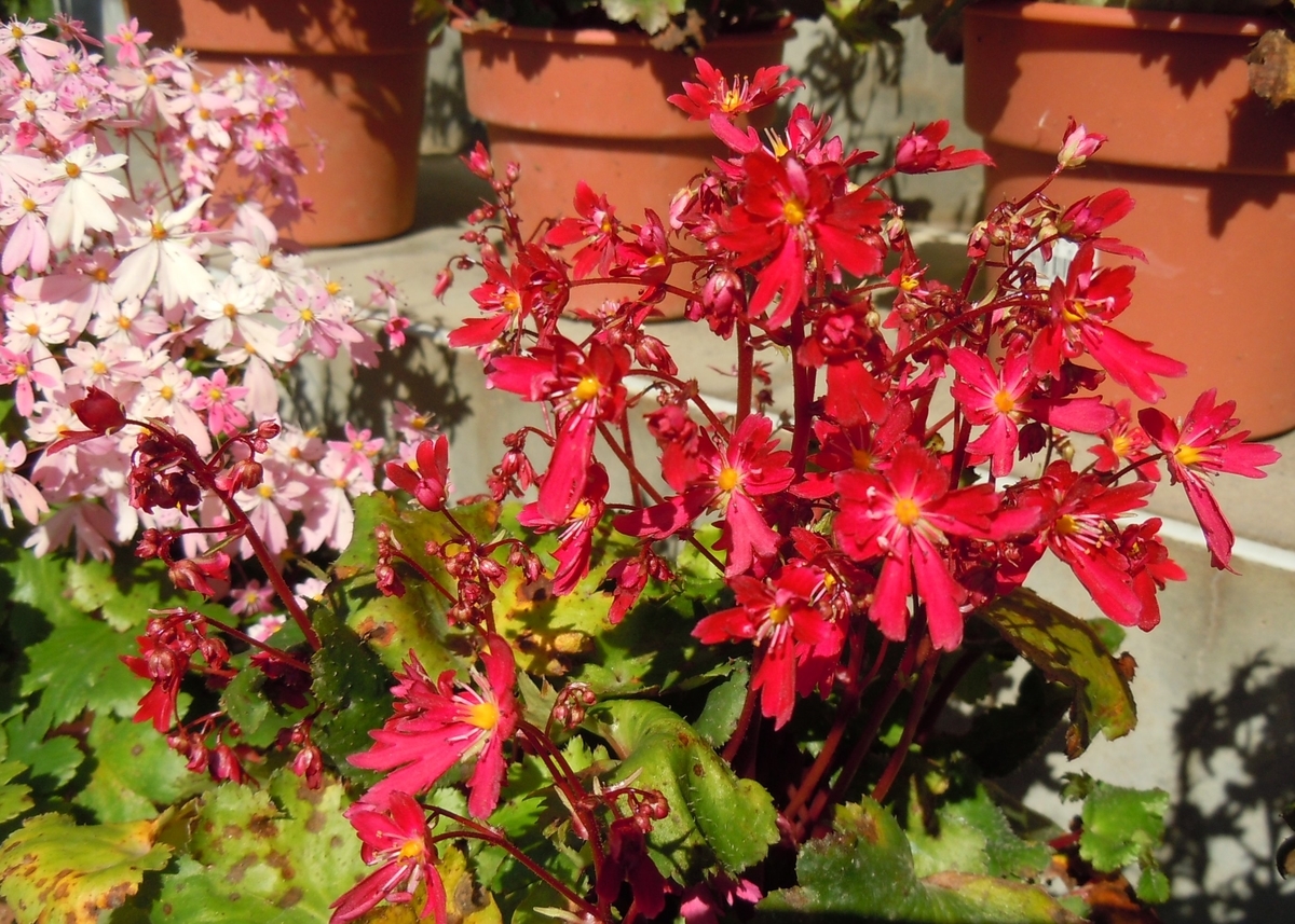 f:id:chikaratookamati:20201016174757j:plain