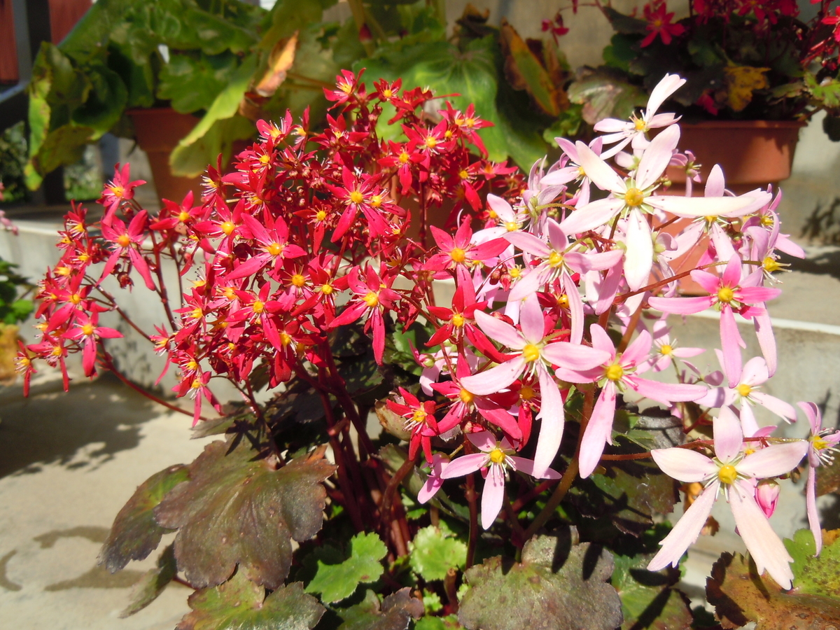 f:id:chikaratookamati:20201016174855j:plain
