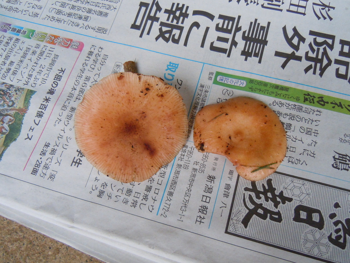 f:id:chikaratookamati:20201018060947j:plain
